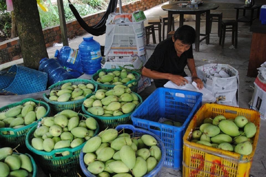 Giá xoài Việt Nam xuất khẩu sang Hoa Kỳ tăng trưởng 2 con số