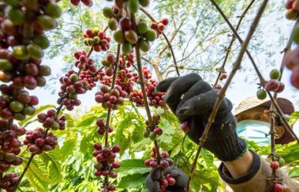 Thị trường nông sản có nhiều biến động: Giá cà phê giảm nhẹ, giá hồ tiêu đạt trên 95.000 đồng/kg