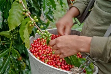 Giá cà phê tăng cao, nguy cơ đổ vỡ các hợp đồng liên kết