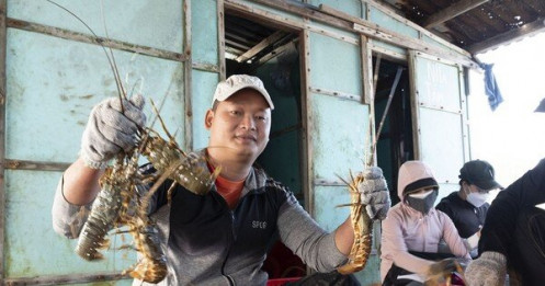 Trung Quốc sẽ tạo cơ chế đặc biệt cho tôm hùm bông Việt Nam