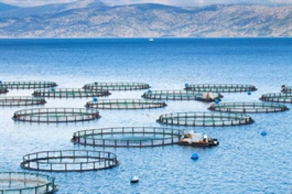 FAO: Sản lượng thủy sản nuôi và khai thác đạt kỷ lục vào năm 2022