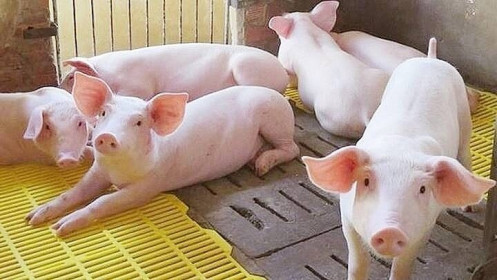 Giá thịt lợn hơi tăng cao, doanh nghiệp chế biến lo lắng