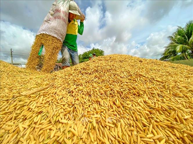Đảm bảo nhu cầu trong nước và xuất khẩu hơn 8 triệu tấn gạo năm 2024