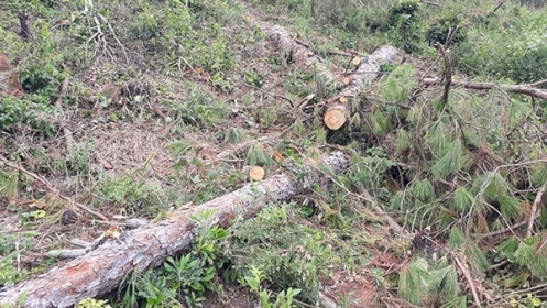 Chuyển cơ quan Công an nhiều vụ việc liên quan các dự án để mất rừng ở Lâm Đồng