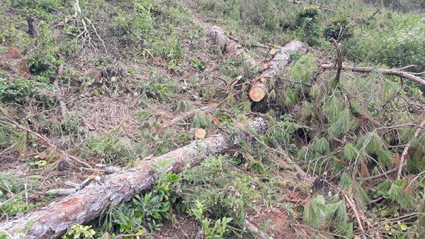 Chuyển cơ quan Công an nhiều vụ việc liên quan các dự án để mất rừng ở Lâm Đồng