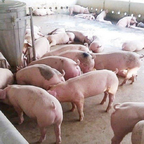 Thiếu hụt nguồn cung, giá thịt lợn hơi tăng mạnh