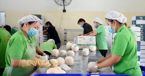 Khai thông thị trường Trung Quốc, xuất khẩu dừa có cơ hội vượt tỷ USD