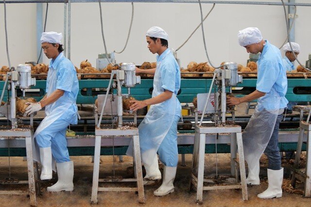 Khai thông thị trường Trung Quốc, xuất khẩu dừa có cơ hội vượt tỷ USD