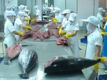 Xuất khẩu cá ngừ 2024: Thị trường tiềm năng nhưng nhiều thách thức