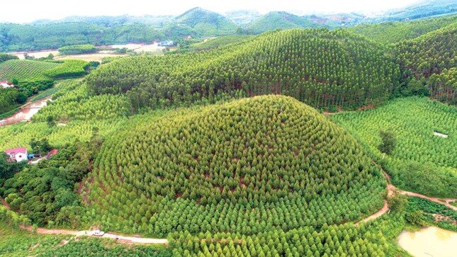 Chuyển hồ sơ sang công an vụ khoán hơn 142 ha đất lâm nghiệp ở Bắc Giang