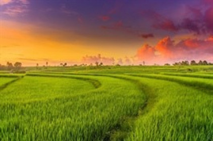 Gần 86ha đất trồng lúa tại Long An và Hậu Giang chuyển mục đích sử dụng để làm khu đô thị