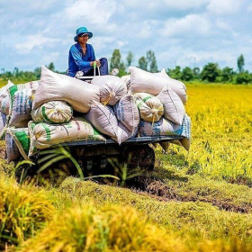 Giá gạo xuất khẩu tăng mạnh: Thêm cơ hội cho gạo Việt Nam