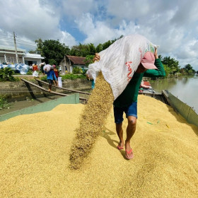 Bài toán cân bằng sản xuất và xuất khẩu lúa gạo cán đích trên 5 tỷ USD