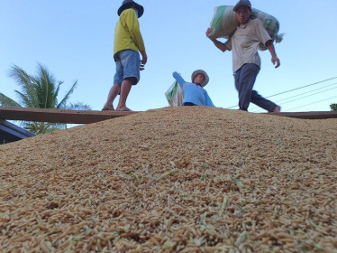 FAO: sản lượng gạo của Việt Nam giảm trong niên vụ 2024-2025