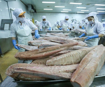 Xuất khẩu cá ngừ đóng hộp sang EU ngày càng tăng