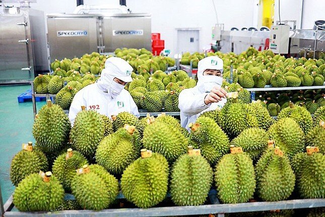 Trung Quốc, Mỹ tăng thu mua rau quả Việt Nam