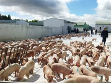 HAG thế chấp toàn bộ 165 triệu cp Chăn nuôi Gia Lai để vay hơn ngàn tỷ tại LPBank