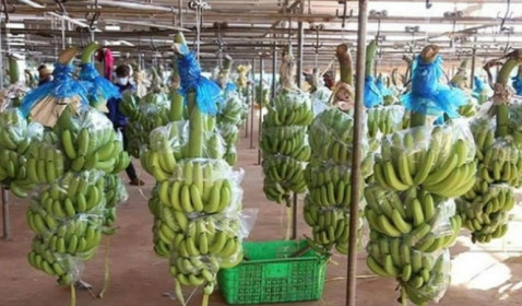 HAGL Agrico trình bày phương án khắc phục tình trạng cổ phiếu bị kiểm soát
