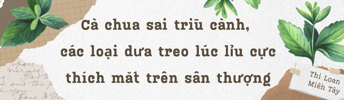 Mẹ đảm 4 con cải tạo mái nhà tầng 5 trồng rau: Cà chua sai trĩu cành, các loại dưa treo lúc lỉu cực thích mắt