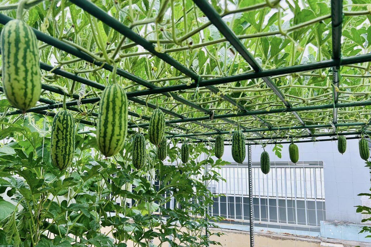Mẹ đảm Sài Gòn làm vườn dưa hấu trên sân thượng 50m2, chia sẻ cách trồng cực chi tiết cho quả to đều