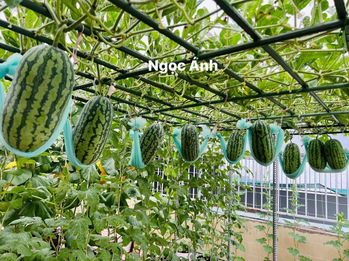 Mẹ đảm Sài Gòn làm vườn dưa hấu trên sân thượng 50m2, chia sẻ cách trồng cực chi tiết cho quả to đều