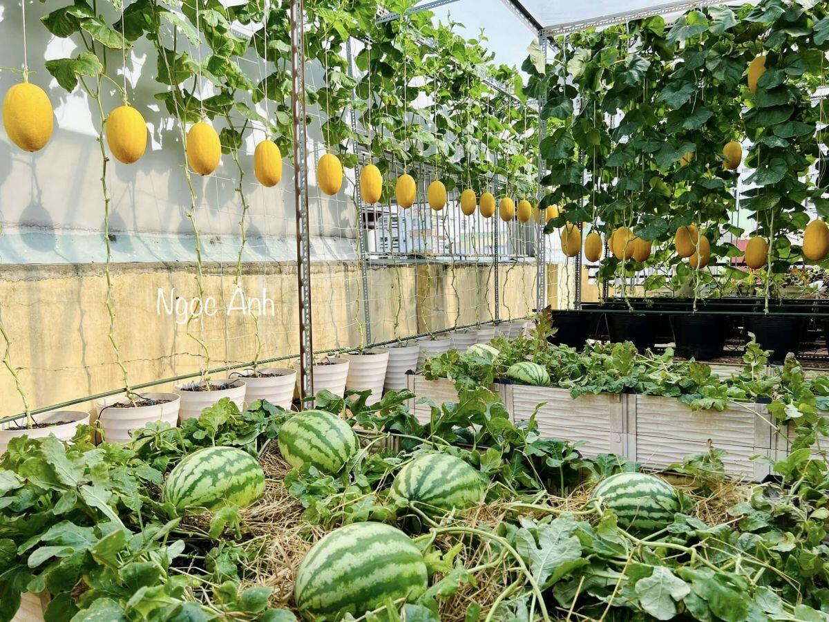 Mẹ đảm Sài Gòn làm vườn dưa hấu trên sân thượng 50m2, chia sẻ cách trồng cực chi tiết cho quả to đều