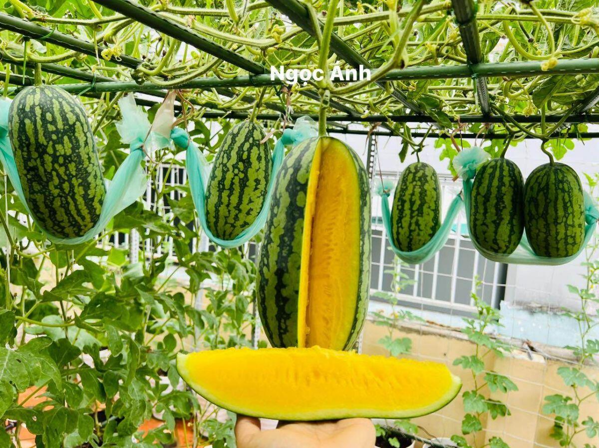 Mẹ đảm Sài Gòn làm vườn dưa hấu trên sân thượng 50m2, chia sẻ cách trồng cực chi tiết cho quả to đều