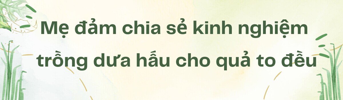 Mẹ đảm Sài Gòn làm vườn dưa hấu trên sân thượng 50m2, chia sẻ cách trồng cực chi tiết cho quả to đều