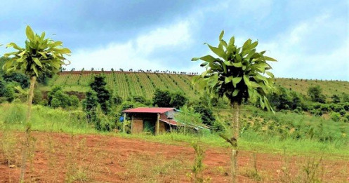 Đắk Lắk: Đề nghị thu hồi giấy phép doanh nghiệp tự ý bán đất, chây ì nộp thuế