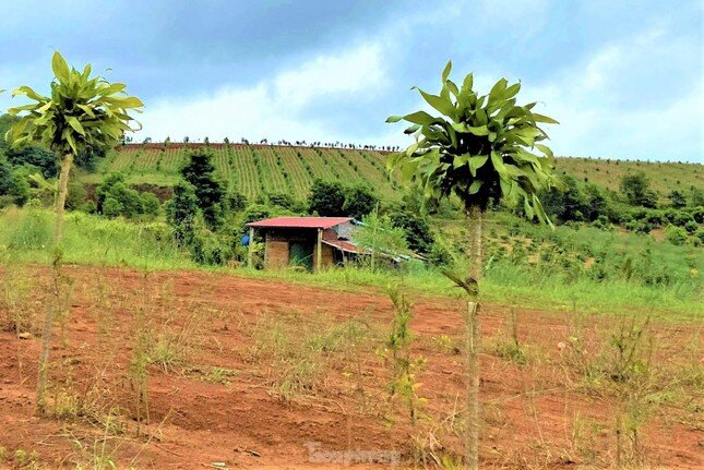 Đắk Lắk: Đề nghị thu hồi giấy phép doanh nghiệp tự ý bán đất, chây ì nộp thuế