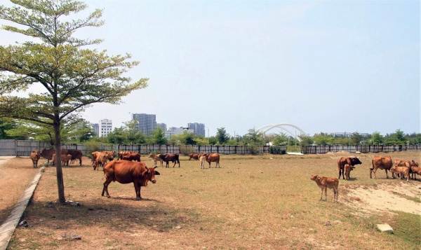 Giữ hình sự nguyên Tổng Giám đốc Công ty CP Bách Đạt An