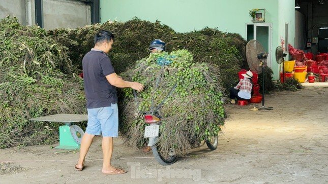 Thấy gì từ việc giá cau tăng sốc rồi ‘bốc hơi’?