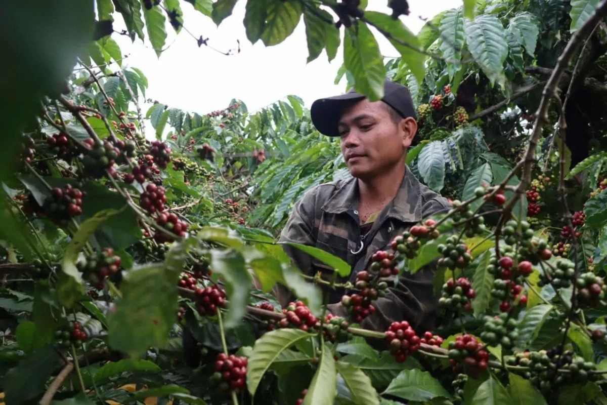 Cà phê Robusta cao kỷ lục, vượt ngưỡng 5000 USD/tấn