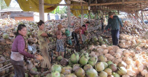 Xuất khẩu dừa đạt kỷ lục, thu về 900 triệu USD