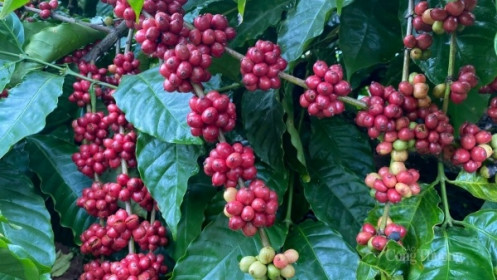 Lý do nào giá cà phê Robusta Việt Nam cao nhất thế giới?