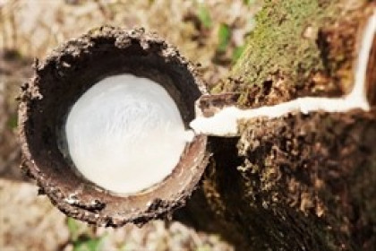 DRG vẫn miệt mài thoái bớt vốn khỏi DRI