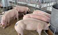 Hàng hóa rục rịch tăng giá trước Tết