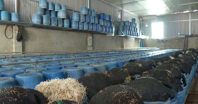 Khẩn trương xử lý gần 3.000 tấn giá đỗ ngâm chất cấm