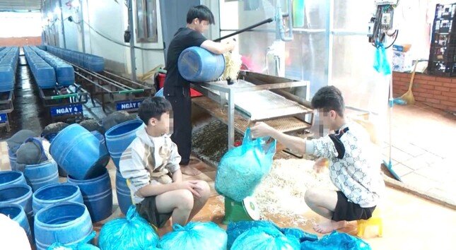 Ai chịu trách nhiệm vụ gần 3.000 tấn giá đỗ ngâm chất cấm trong Bách Hóa Xanh?