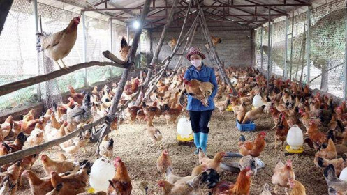 Ngành chăn nuôi tăng trưởng 5,4% trong bối cảnh đối mặt với nhiều thách thức