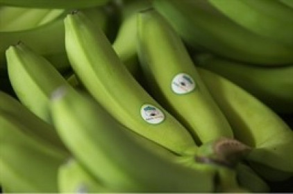 HAGL giải thể 1 công ty con ở Pleiku
