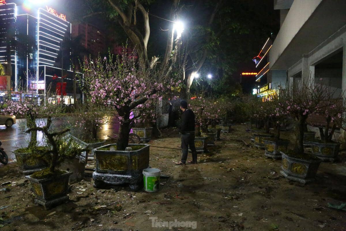 Dân buôn đào, quất: 'Chưa năm nào ế như năm nay'