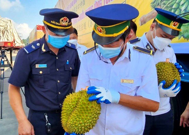 Vì sao 'trắng' xe chở sầu riêng tươi xuất khẩu Trung Quốc?