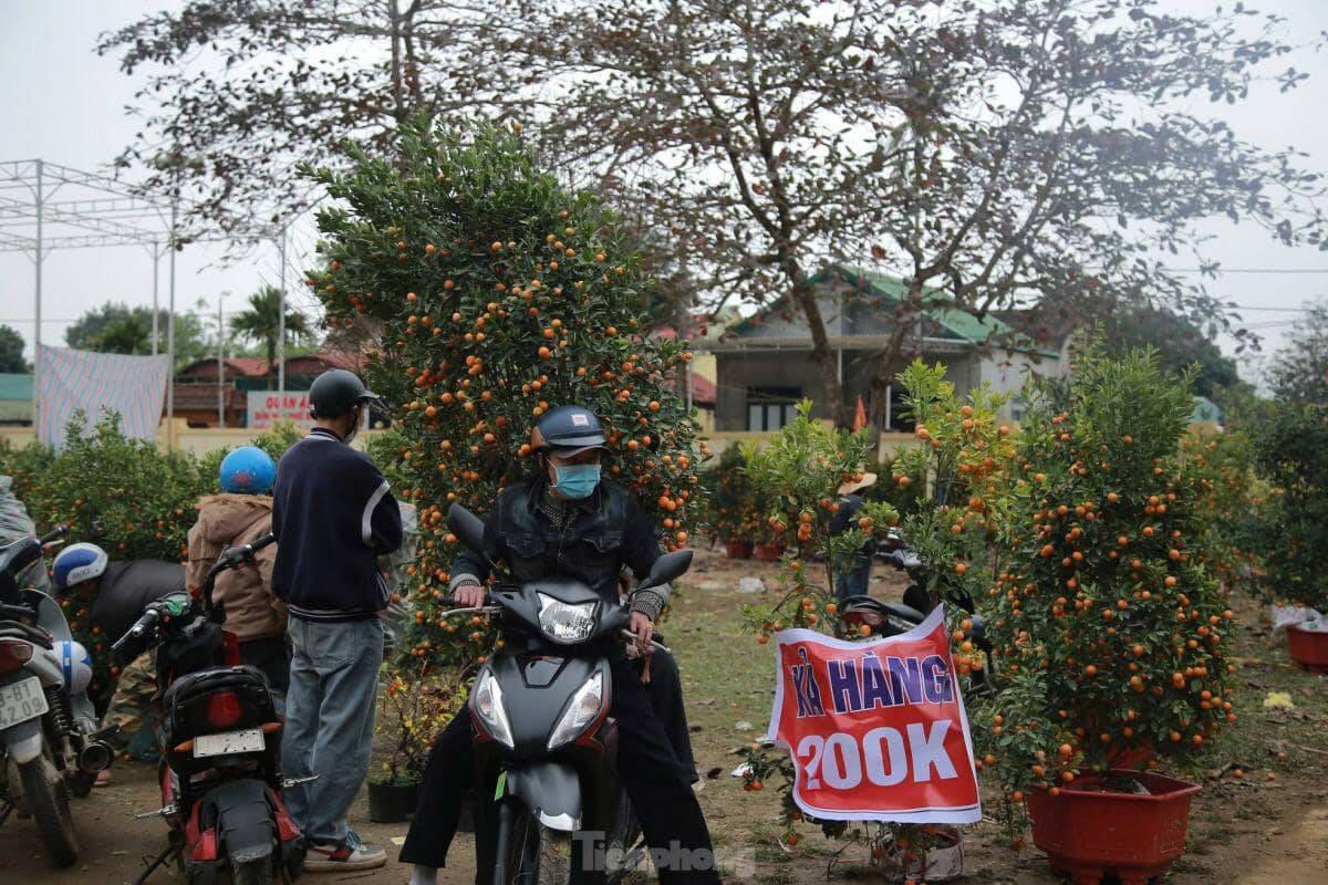Đào, quất ế ẩm ngày cuối năm, tiểu thương nói 'Tết không vui nổi'