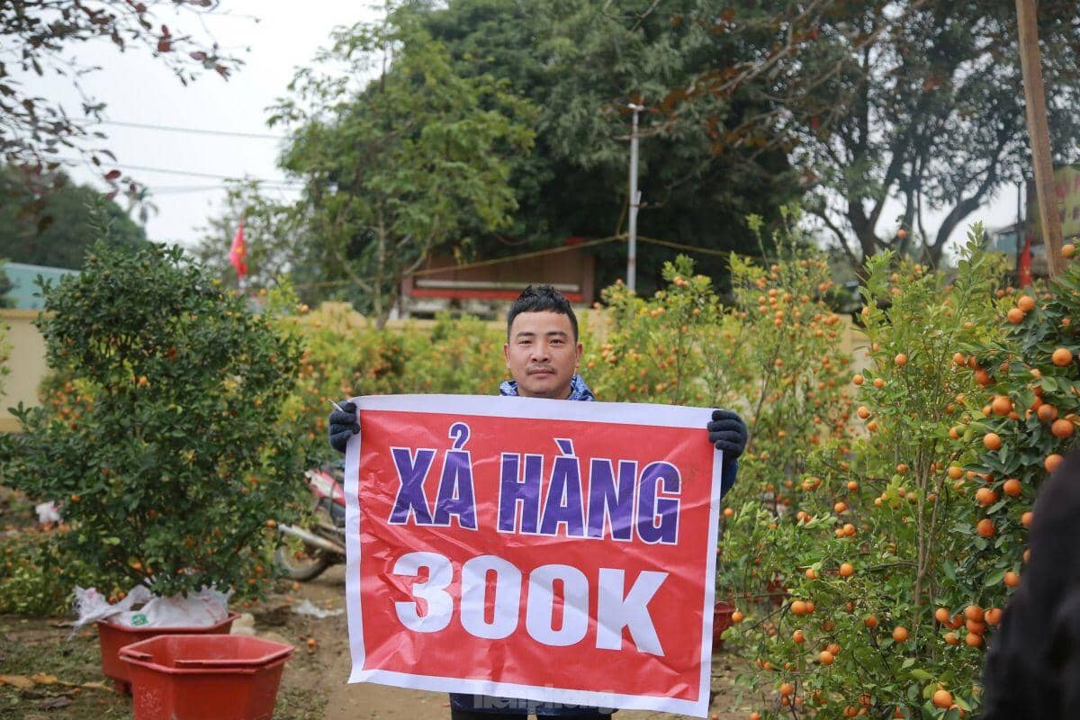 Đào, quất ế ẩm ngày cuối năm, tiểu thương nói 'Tết không vui nổi'