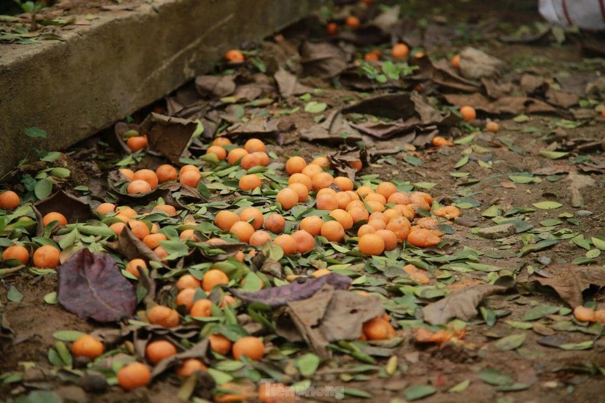 Đào, quất ế ẩm ngày cuối năm, tiểu thương nói 'Tết không vui nổi'
