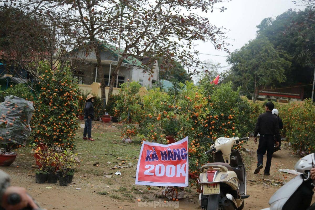 Đào, quất ế ẩm ngày cuối năm, tiểu thương nói 'Tết không vui nổi'