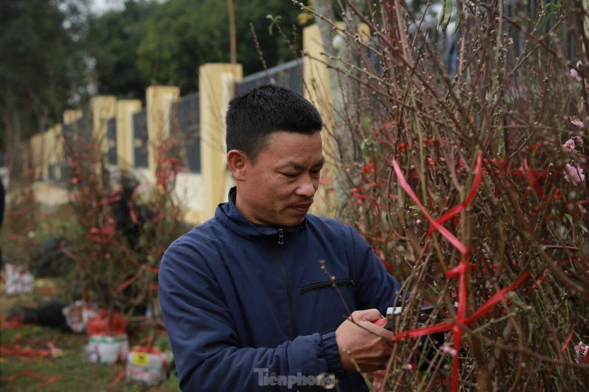 Đào, quất ế ẩm ngày cuối năm, tiểu thương nói 'Tết không vui nổi'