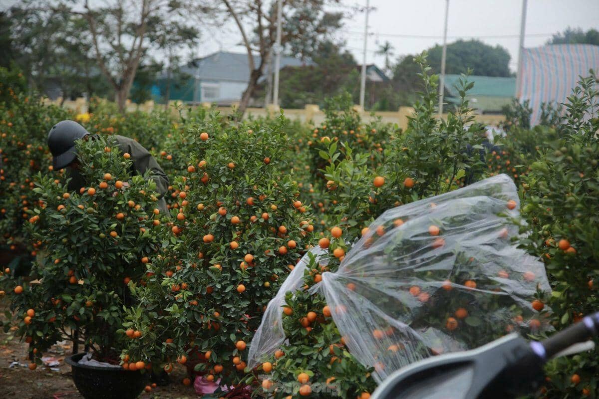 Đào, quất ế ẩm ngày cuối năm, tiểu thương nói 'Tết không vui nổi'