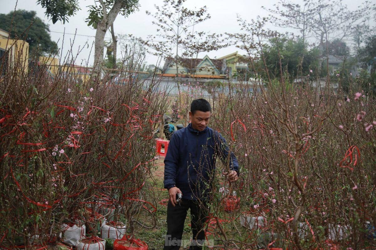 Đào, quất ế ẩm ngày cuối năm, tiểu thương nói 'Tết không vui nổi'